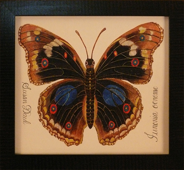 Black with Blue Dots Butterfly